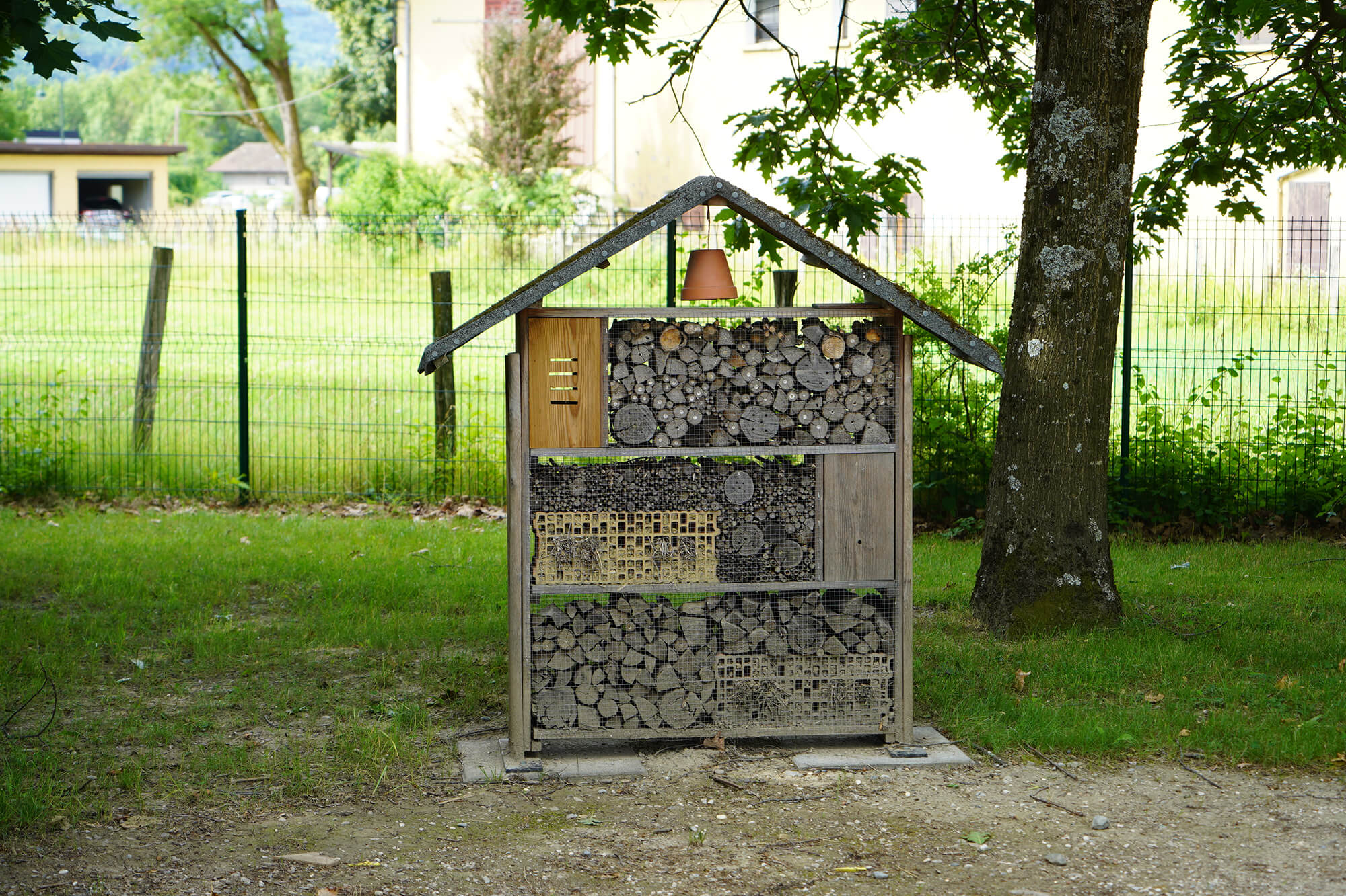 Animal en ville Albertville