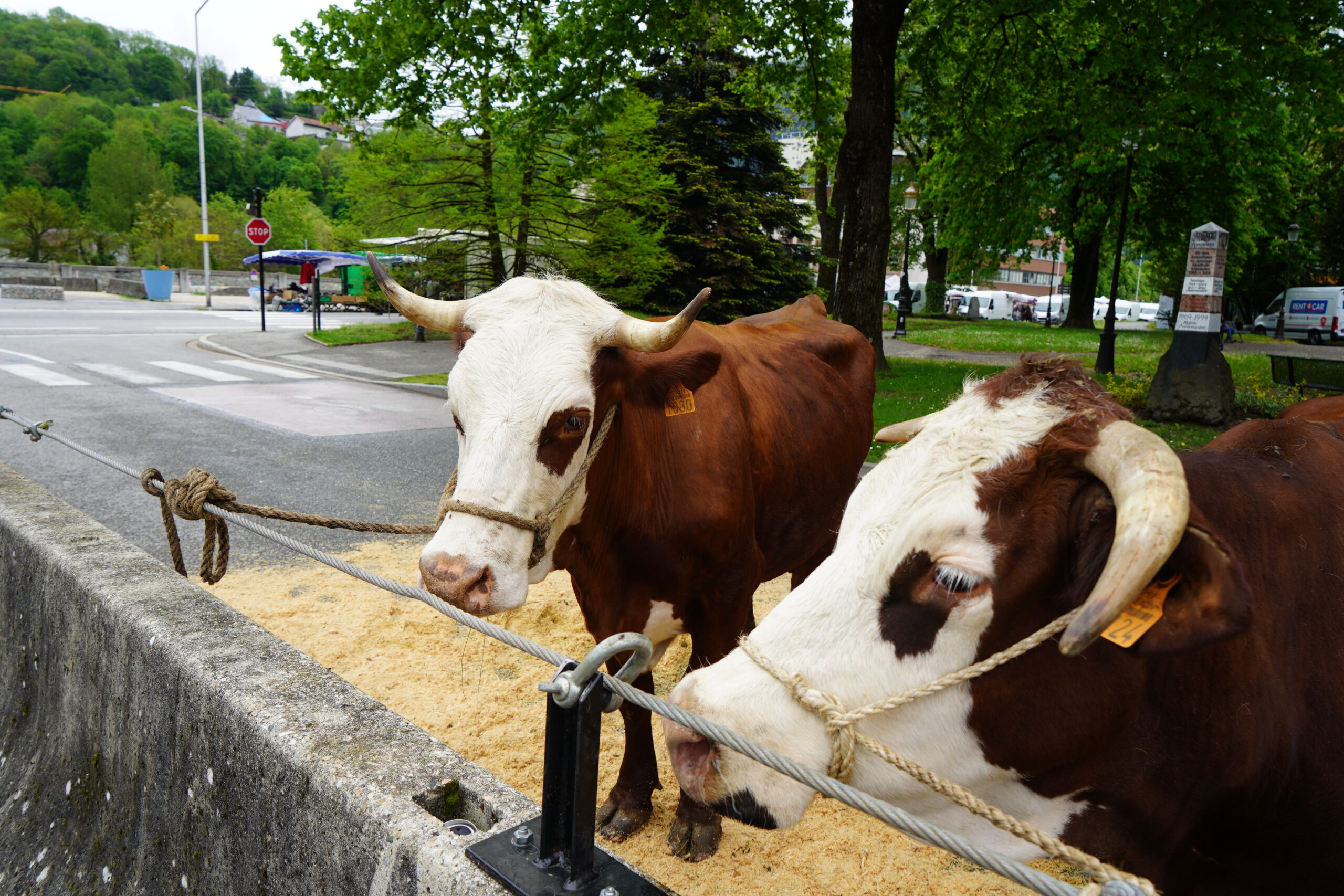 Foire printemps 2023 , vache