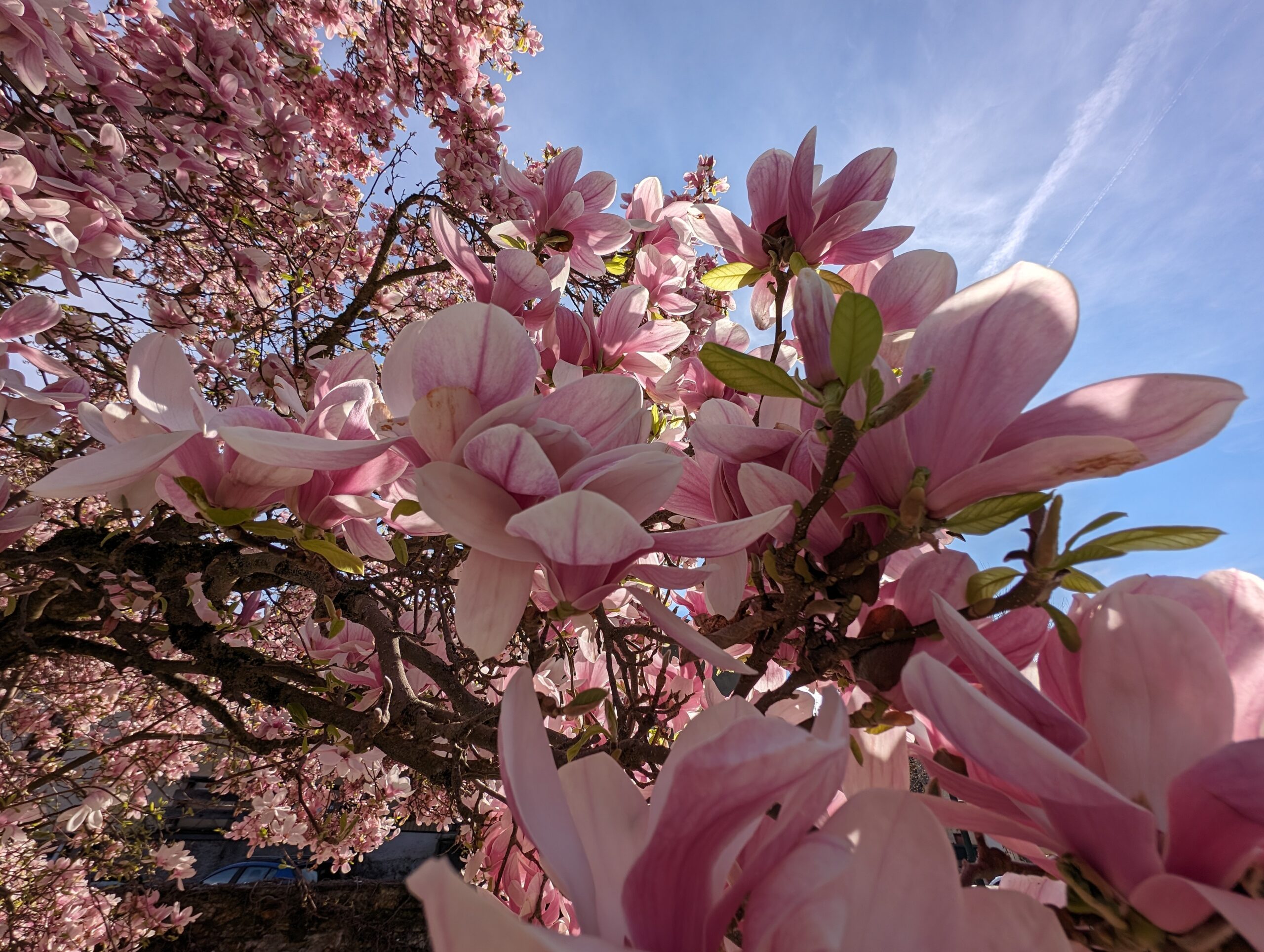 printemps, fleurs, rose