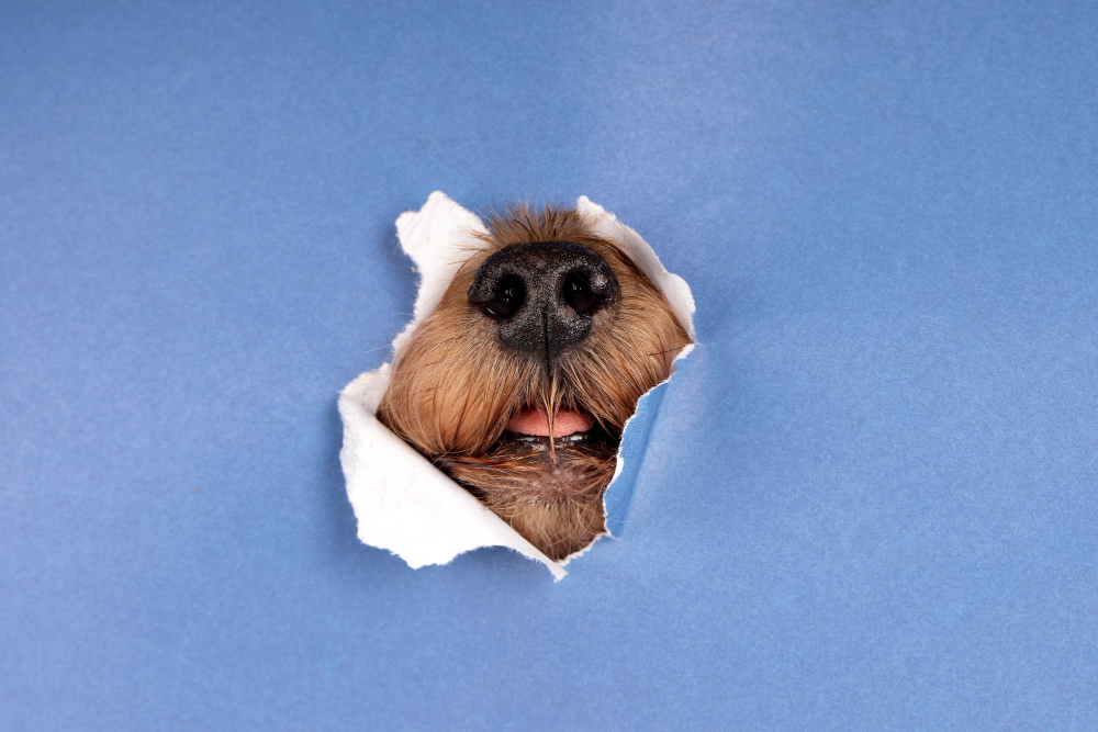 Chien, animal