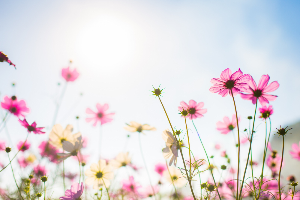 Printemps, fleurs, champs, fleuris