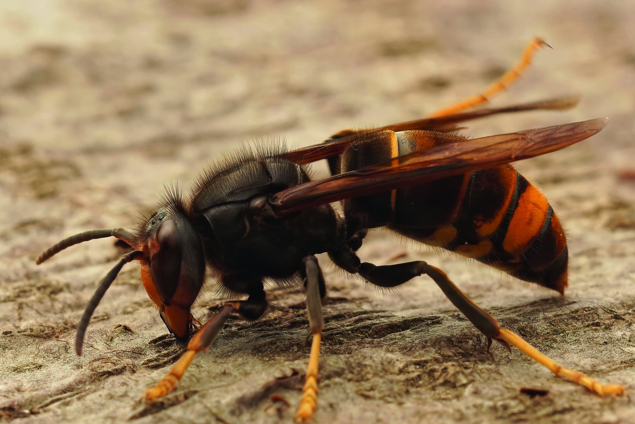 Vignette Frelon à albertville