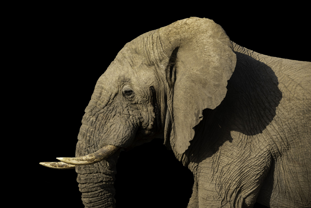 Illustration ZOO, animal, éléphant, sortie