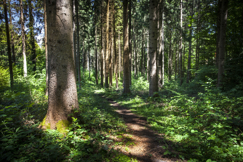 Foret, arbre, vert