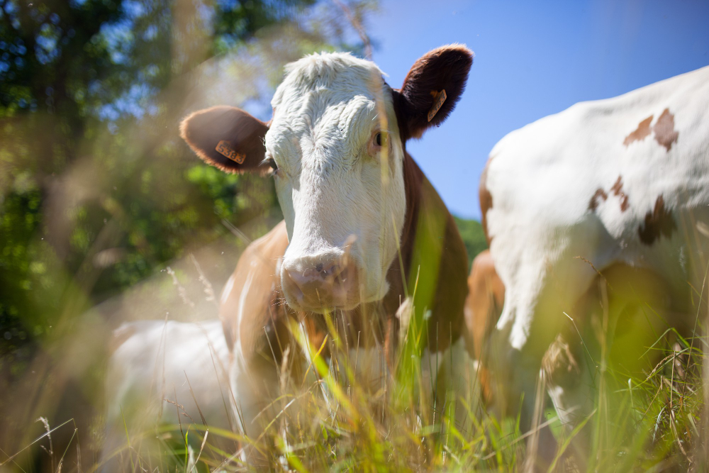 Vache, prés