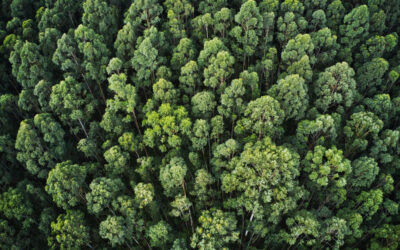 Journée internationale des forêts à Albertville