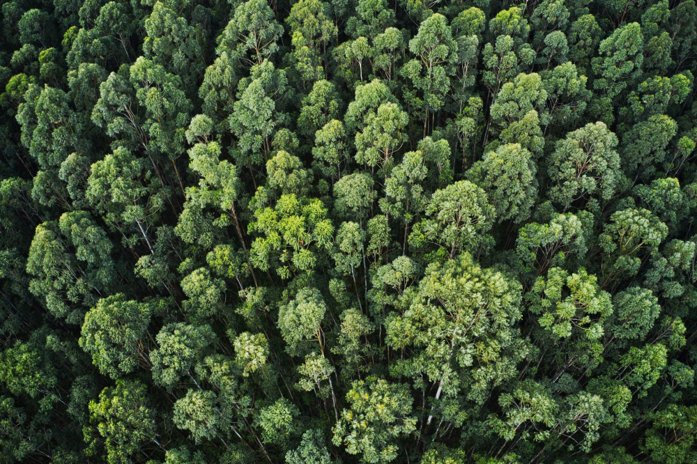 Foret; arbre Foret; arbre