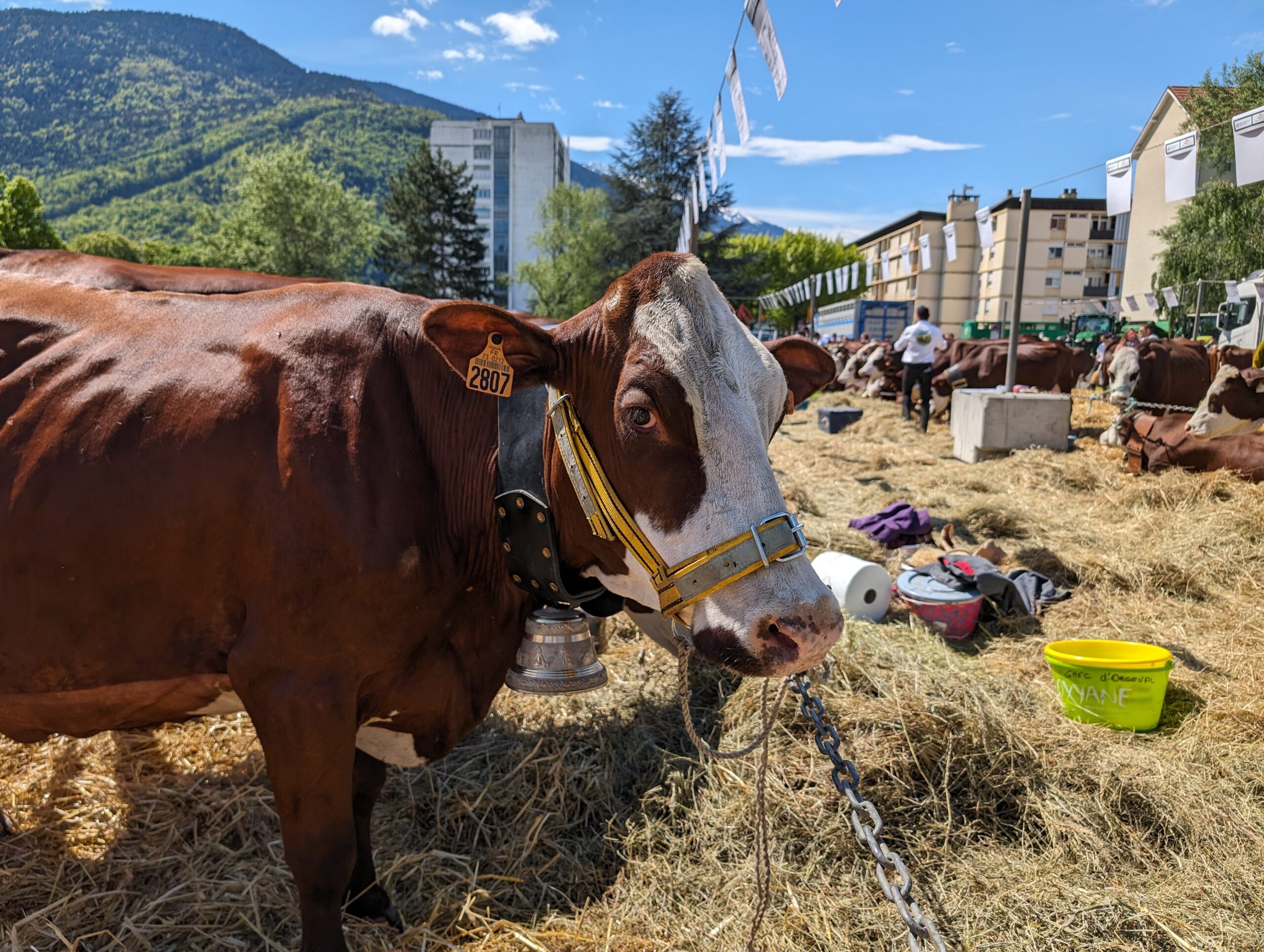 Foire automne/printemps, vache, ville