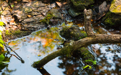 Entretien des cours d’eau