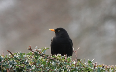 Taille des haies : préserverons la biodiversité