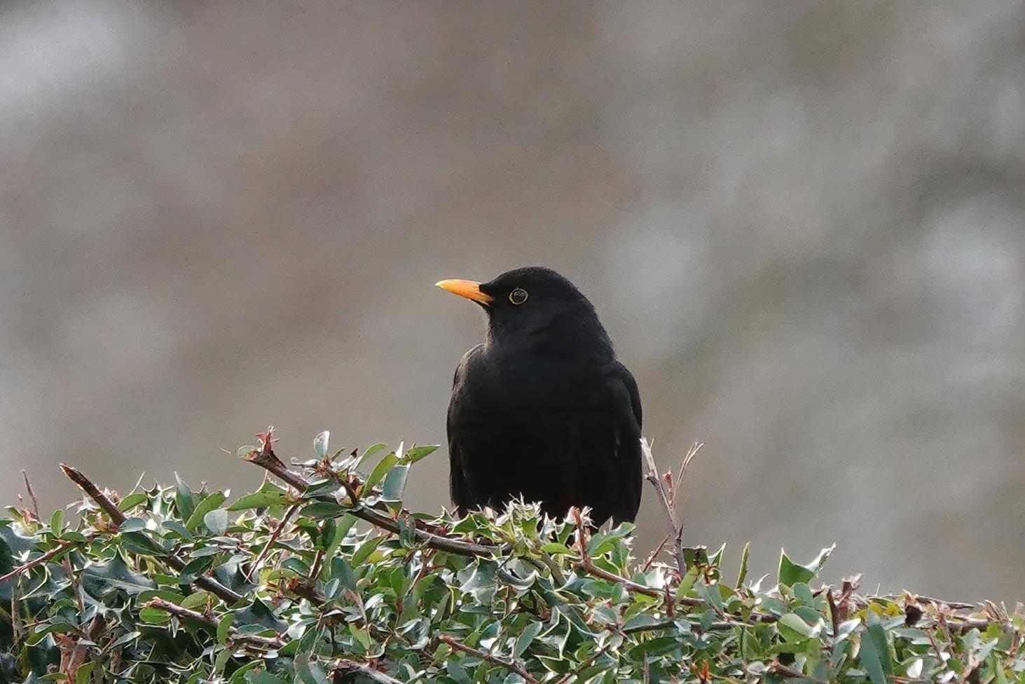 Oiseau, merle, biodiversité, haies, jardin, jardinage