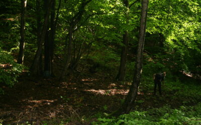 Valoriser les services rendus par la forêt