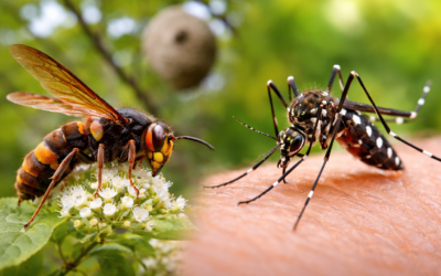 Agir contre deux espèces invasives